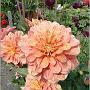 jardin_2009_10