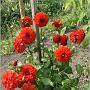 jardin_2009_11