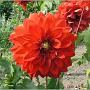 jardin_2009_12