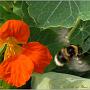 jardin_2009_14