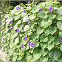 jardin_2009_15