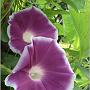 jardin_2009_17