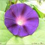 jardin_2009_18