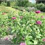 jardin_2009_2