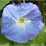 jardin_2009_20