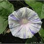 jardin_2009_21