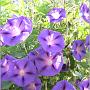 jardin_2009_22