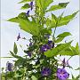 jardin_2009_23