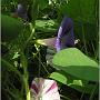 jardin_2009_24