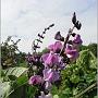 jardin_2009_25