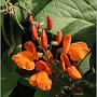 jardin_2009_26