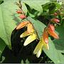 jardin_2009_27