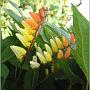 jardin_2009_28