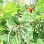 jardin_2009_29