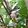 jardin_2009_31