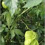 jardin_2009_32