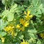 jardin_2009_33