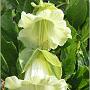 jardin_2009_34
