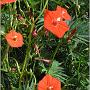 jardin_2009_36