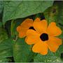 jardin_2009_37