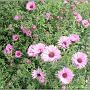 jardin_2009_38