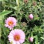 jardin_2009_39