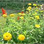 jardin_2009_4