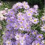 jardin_2009_40