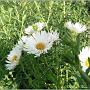 jardin_2009_41