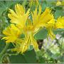jardin_2009_43
