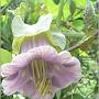jardin_2009_44