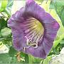 jardin_2009_45