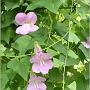 jardin_2009_46