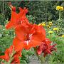 jardin_2009_48