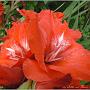 jardin_2009_49