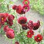 jardin_2009_5