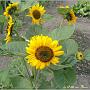 jardin_2009_51