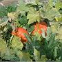 jardin_2009_52