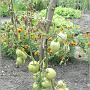 jardin_2009_54