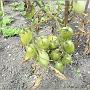 jardin_2009_55