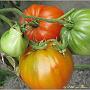jardin_2009_56