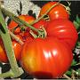 jardin_2009_57