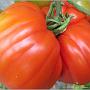 jardin_2009_58