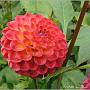 jardin_2009_6