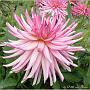 jardin_2009_7