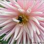 jardin_2009_8