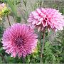 jardin_2009_9