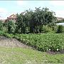 jardin_2009_59
