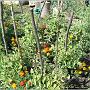 jardin_2009_63