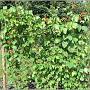 jardin_2009_64